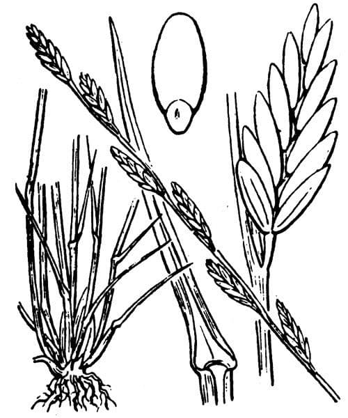 Festuca di Lachenal 24