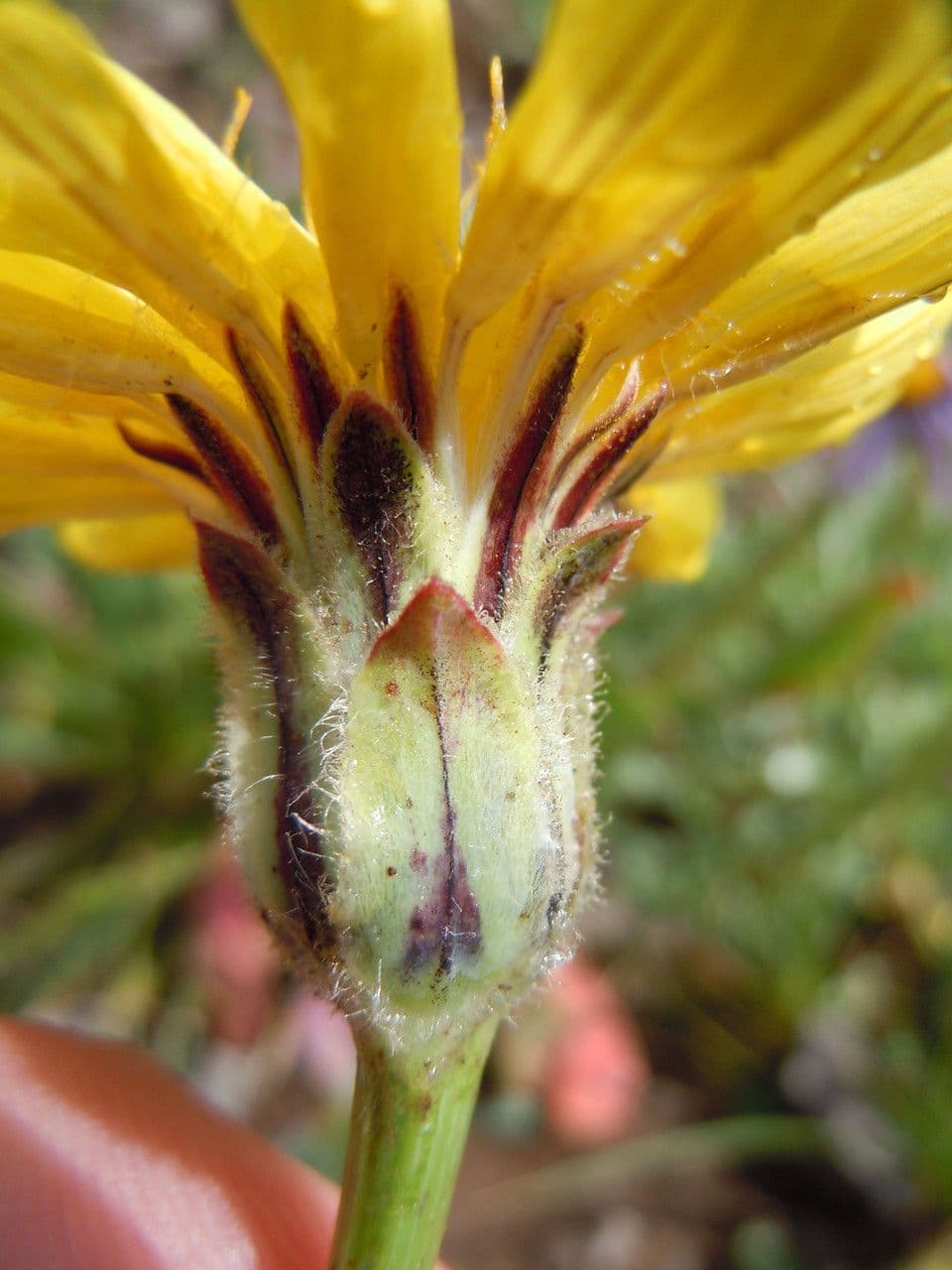 Agoseris glauca 2