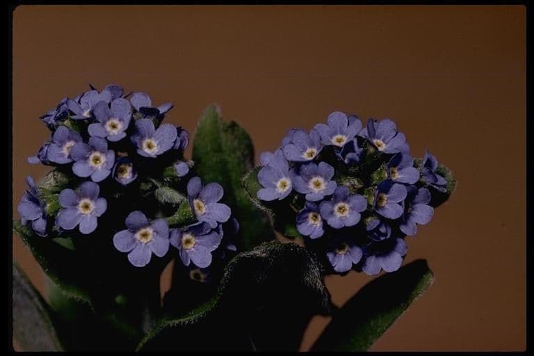 Schmuck-Häckelia 8