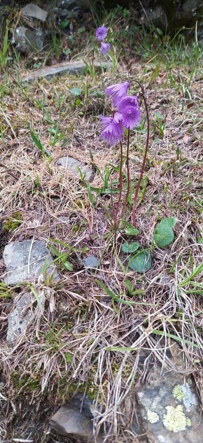 Soldanella comune 25