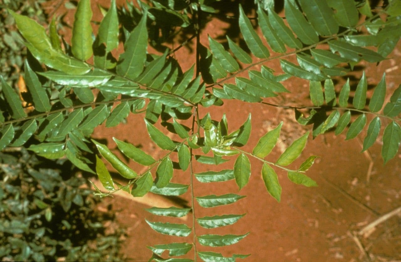 Casearia 17