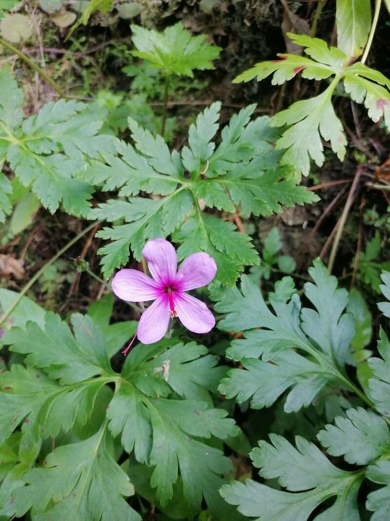 Geranio de Madeira 6