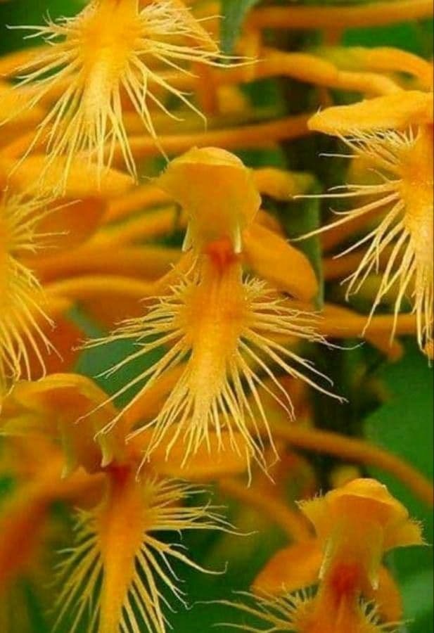 Platantera ciliare 2