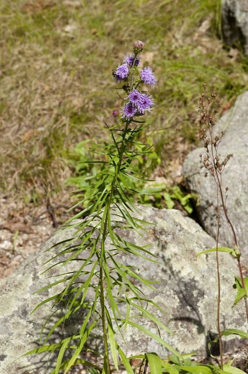 Liatris 10