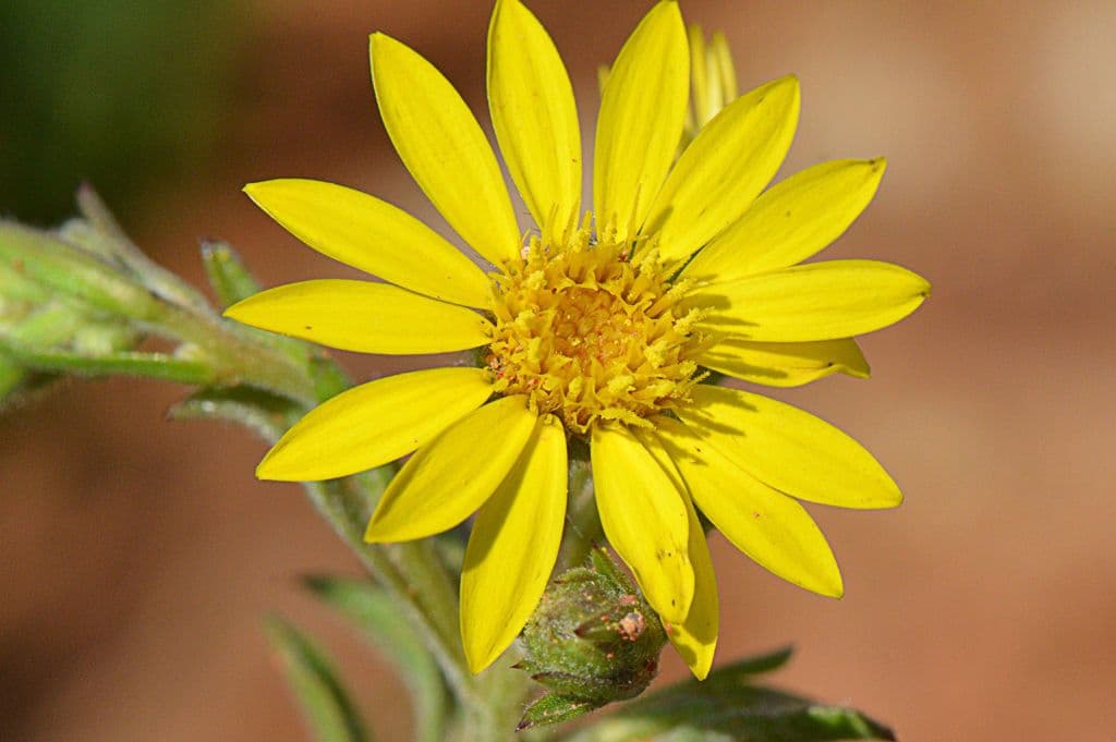 Bradburia pilosa 2