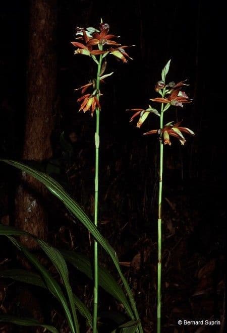 Phaius di Tankerville 11