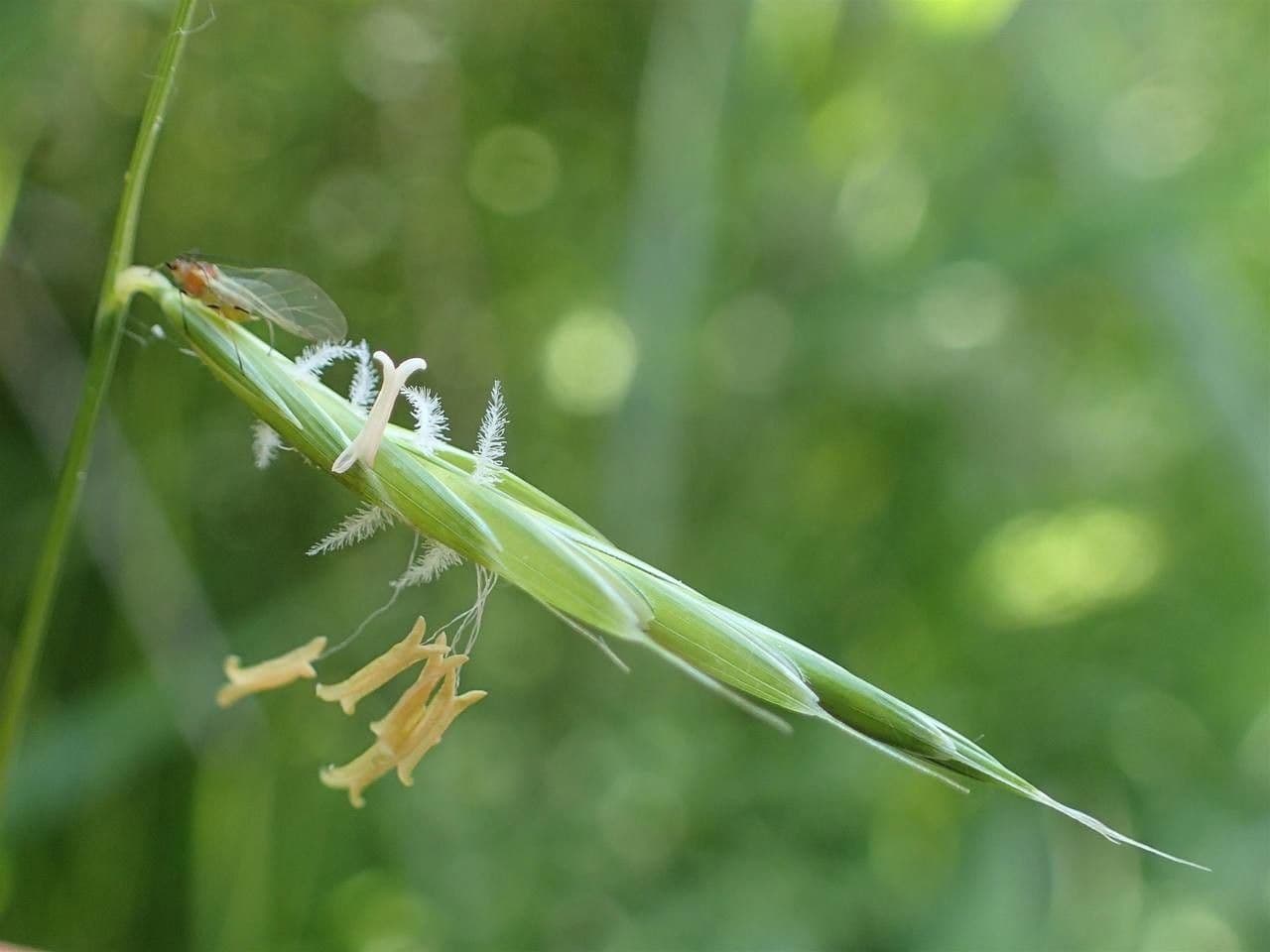 Brachypode penné 4