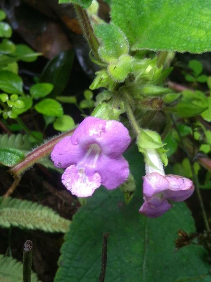 Chrysothemis melittifolia