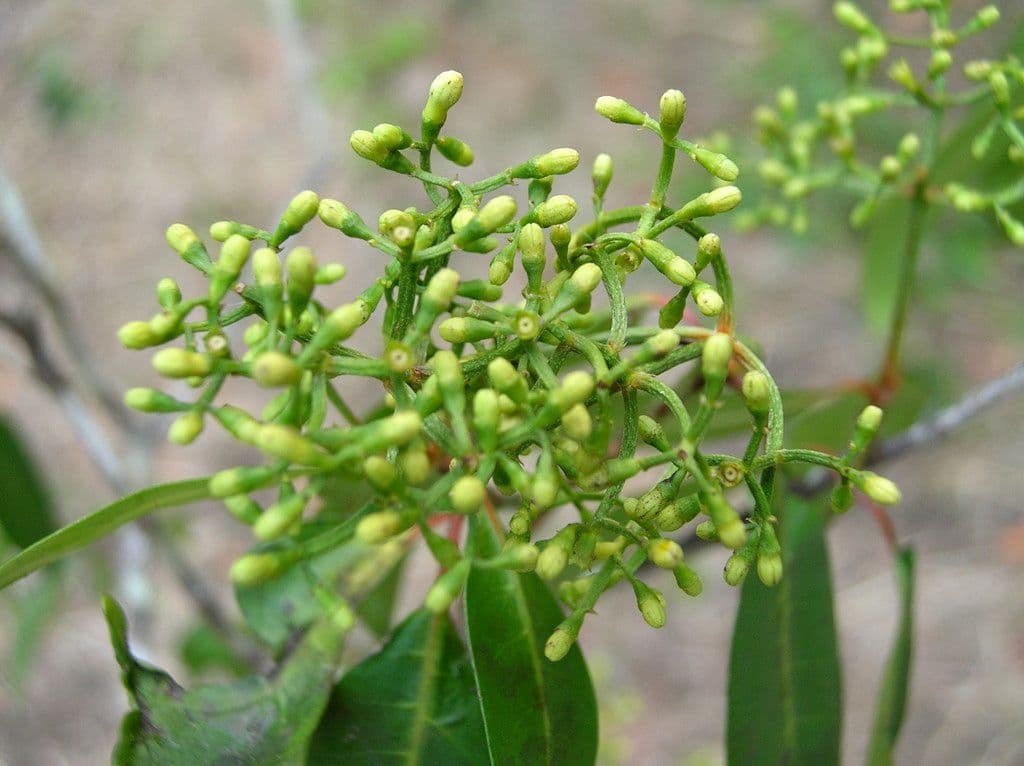 Psicotria