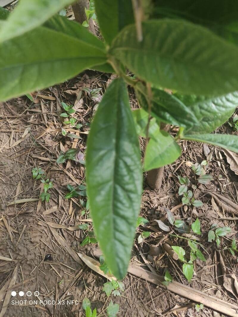 Alangium 7