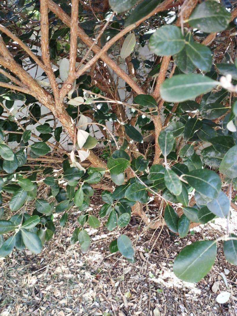 Feijoa 24