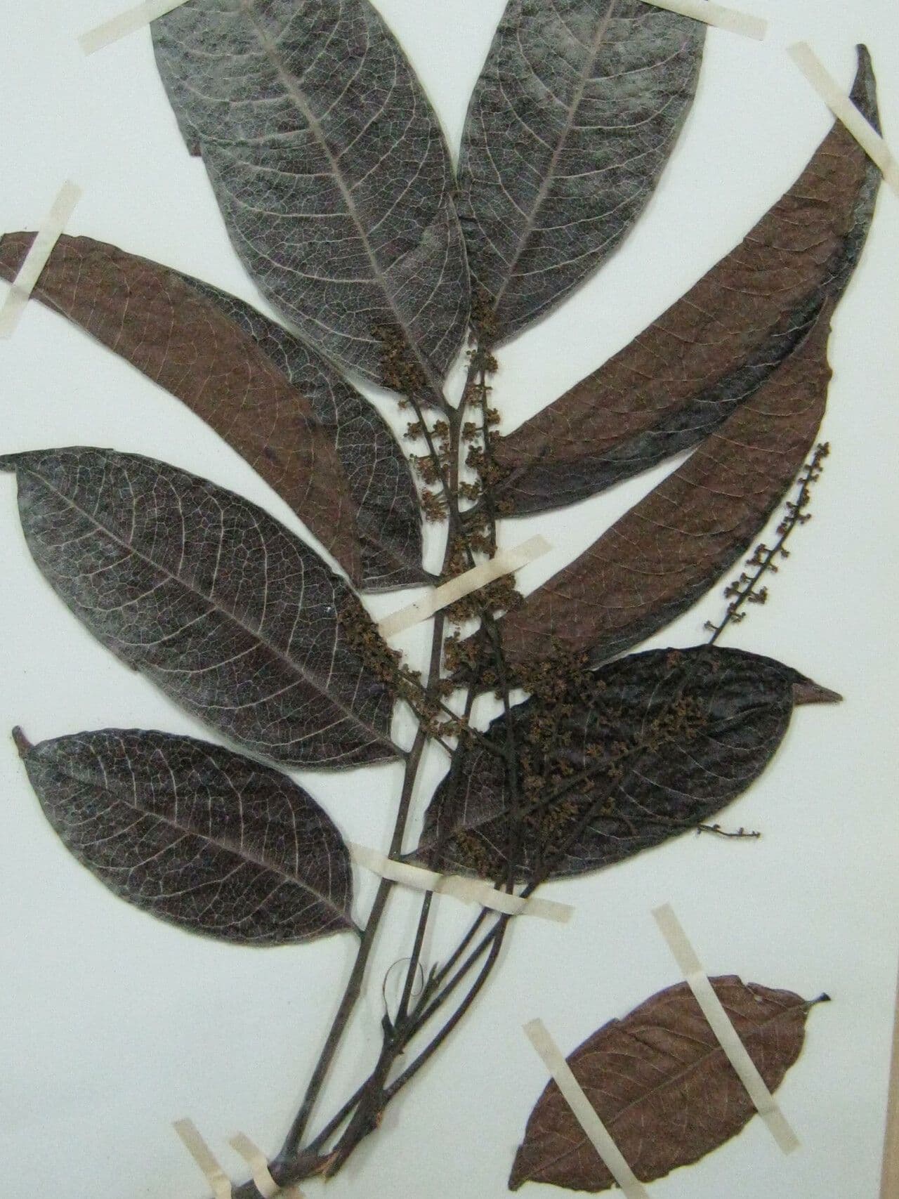 Matayba guianensis