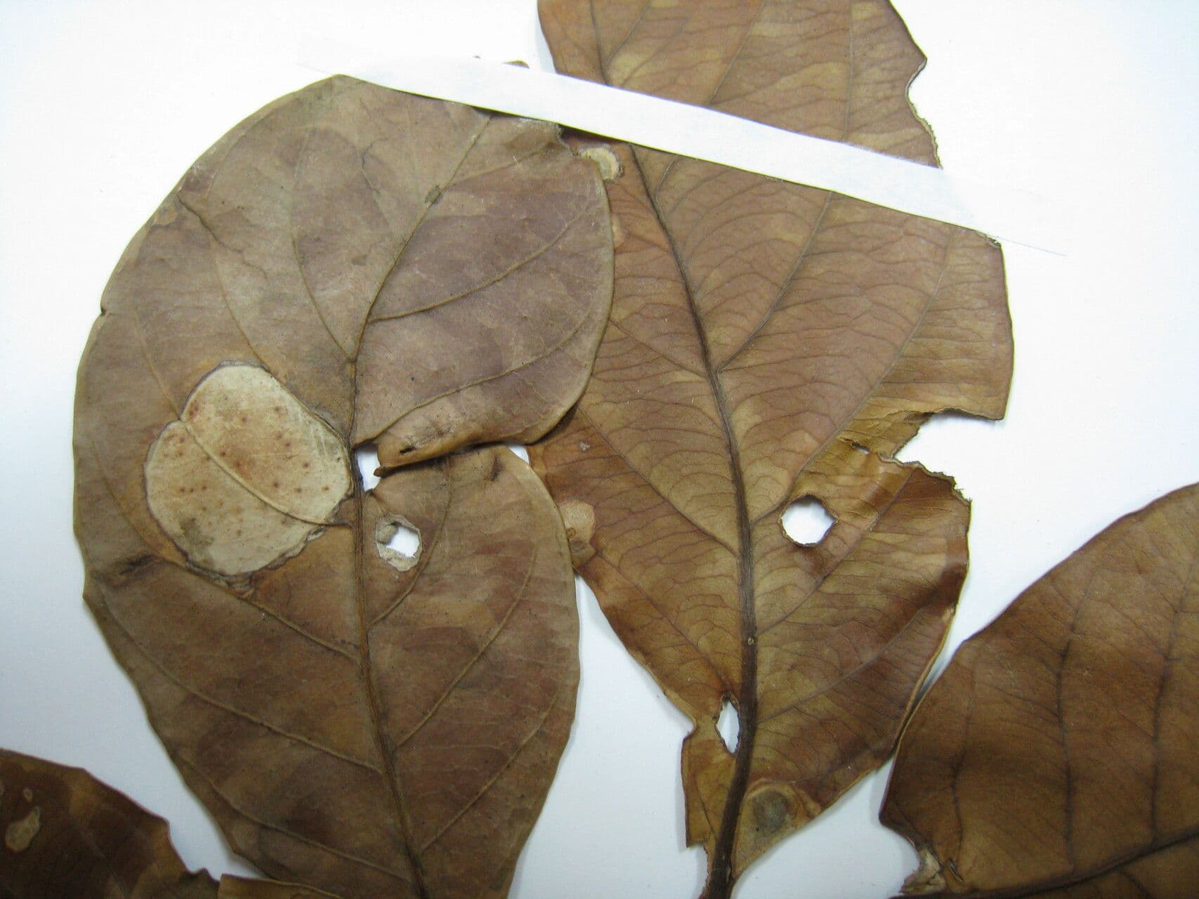 Elaeoluma 9