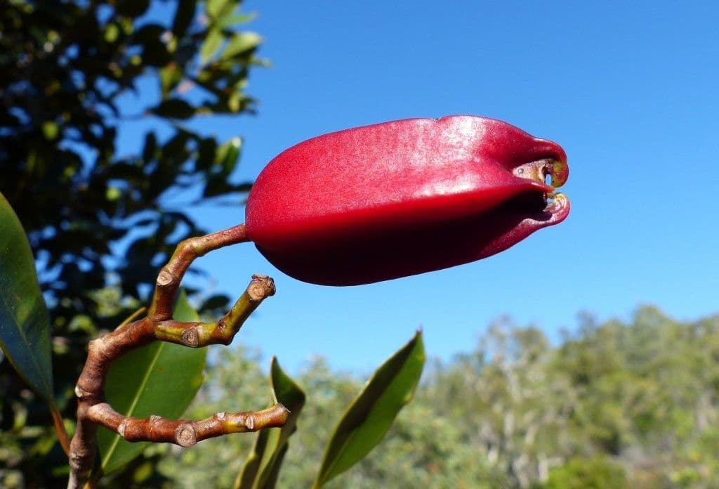 Syzygium