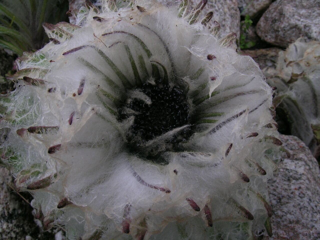 Saussurea 6