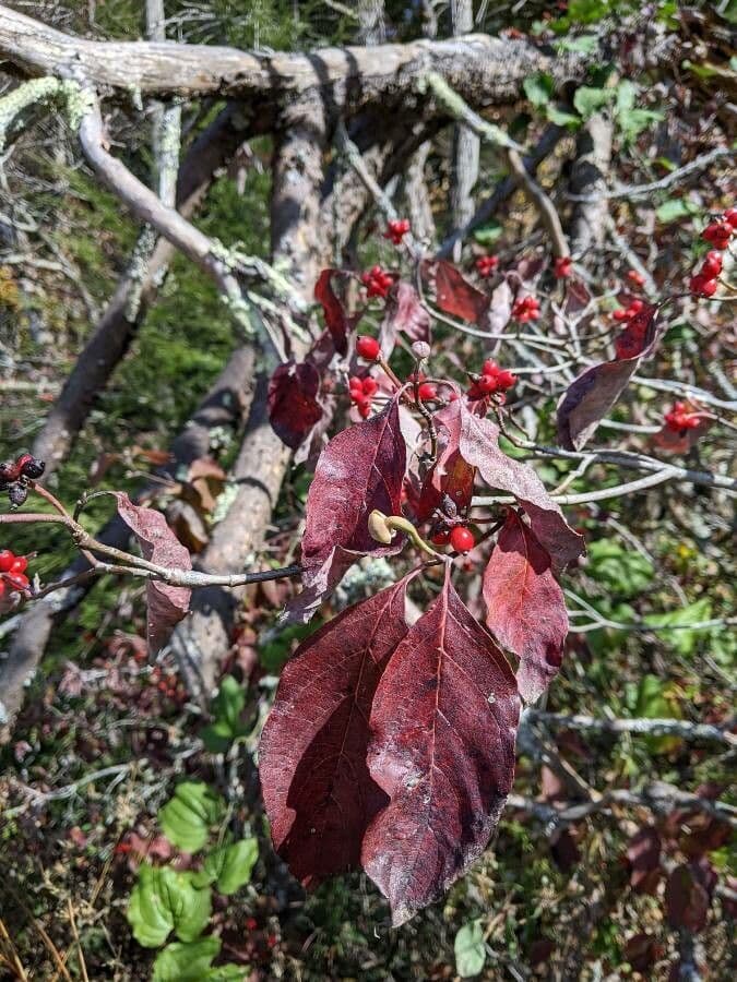 Blüten-Hartriegel 3