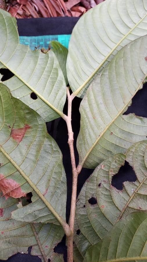 Styrax 2