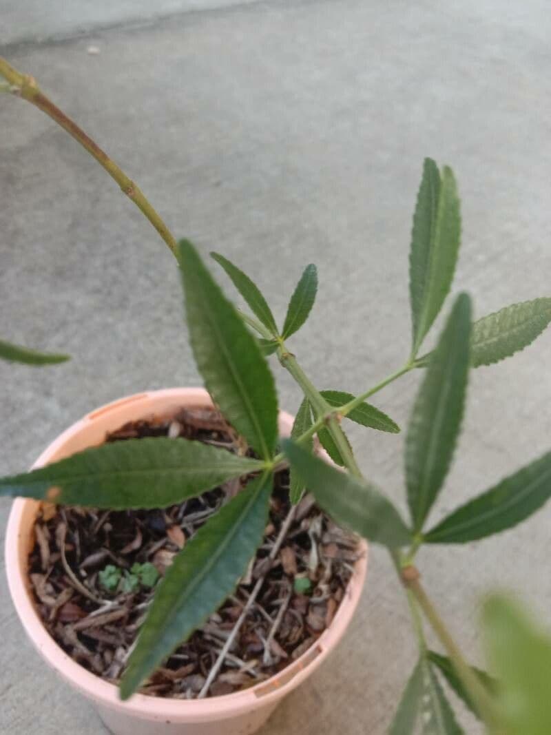 Ceratopetalum gummiferum 13
