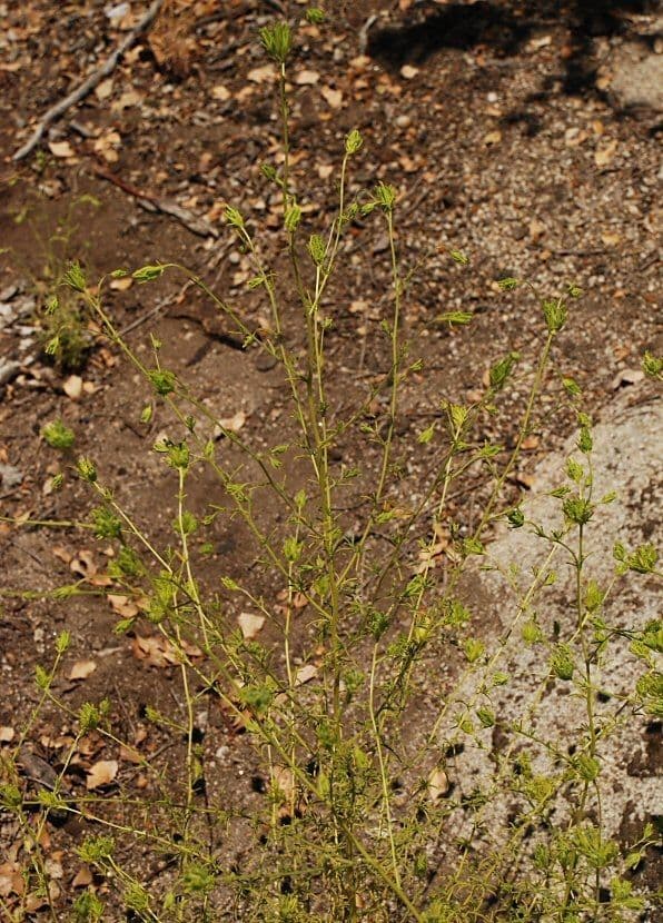 Cordylanthus rigide 9