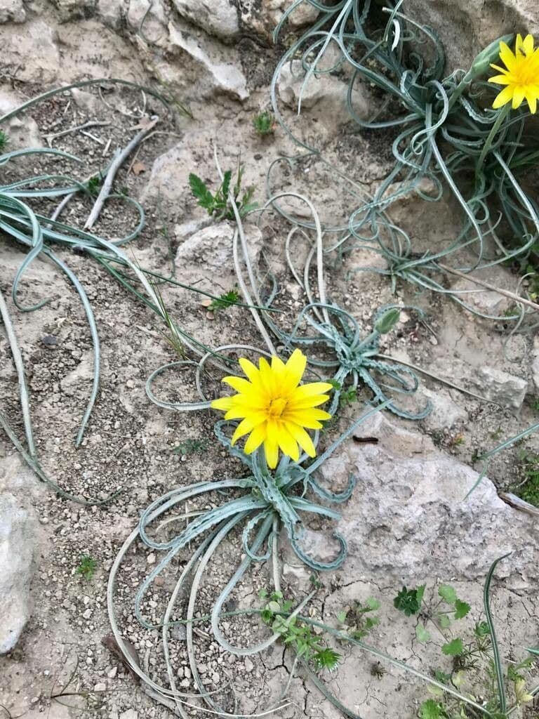 Pseudopodospermum 4