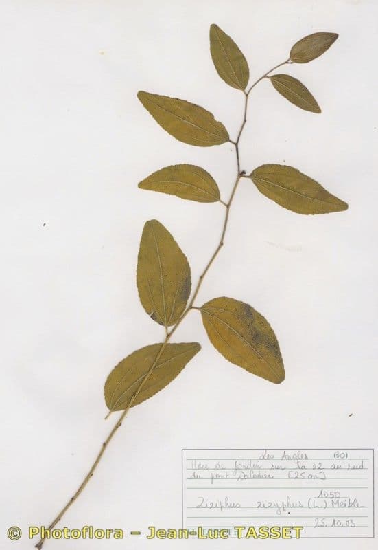 Jujubier 27