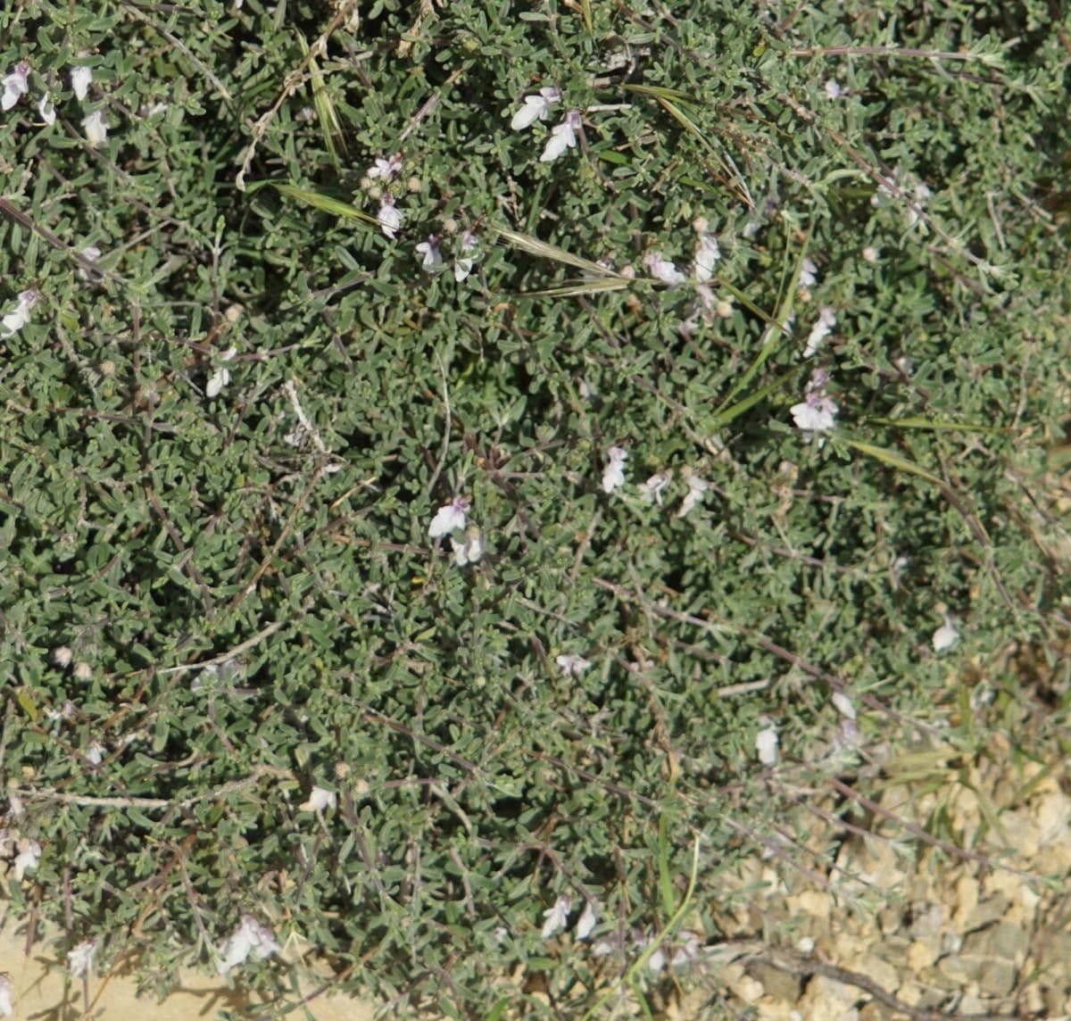 Camédris 5
