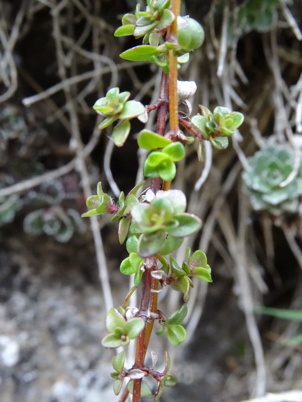 Potentilla pyrenaica 11