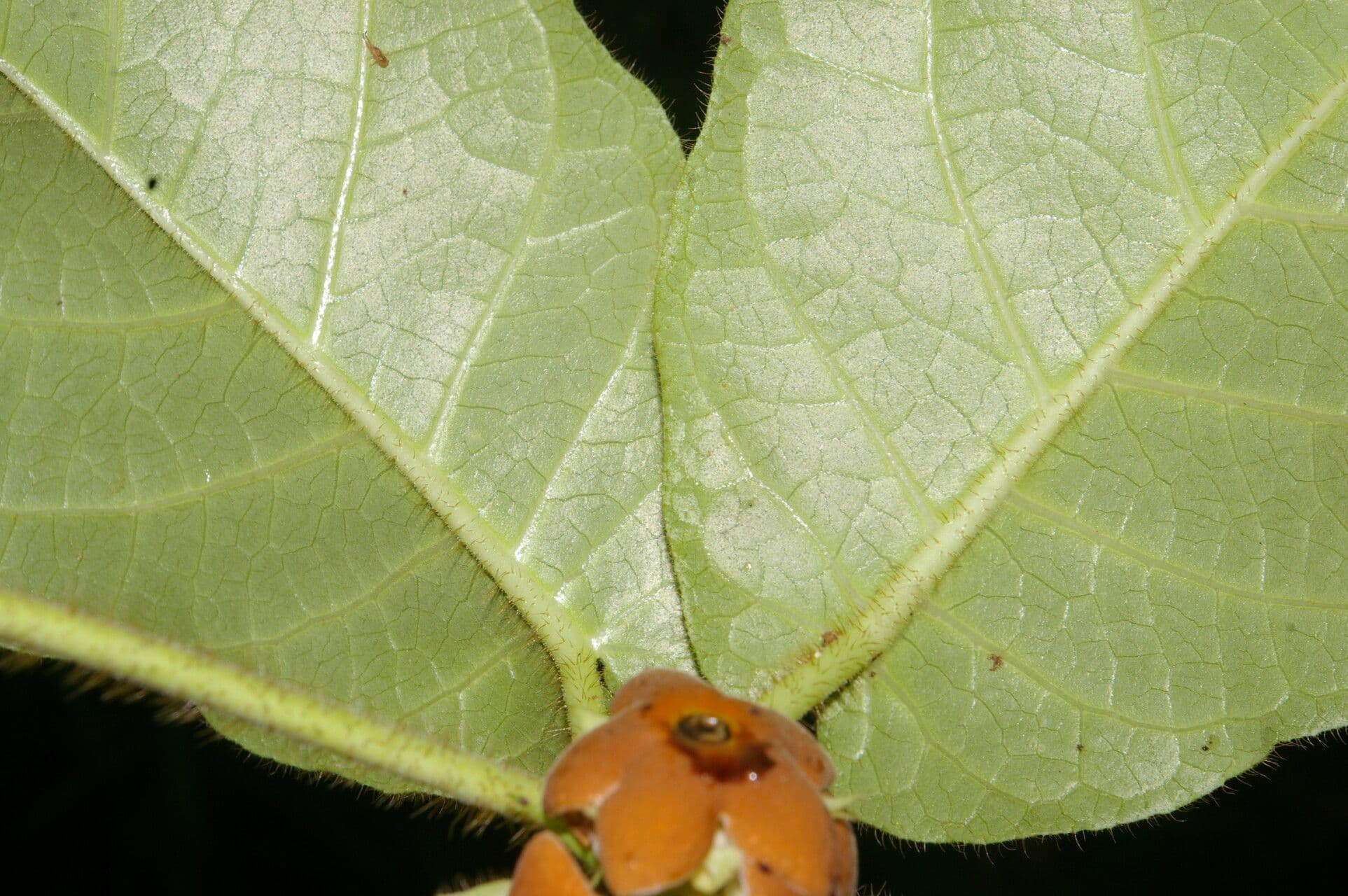 Macroscepis 13