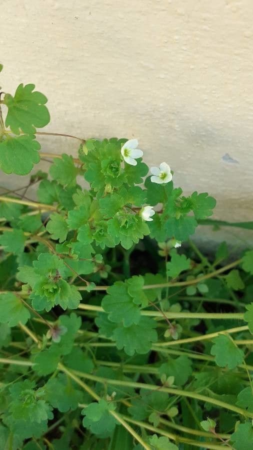 Veronica cymbalaria 18