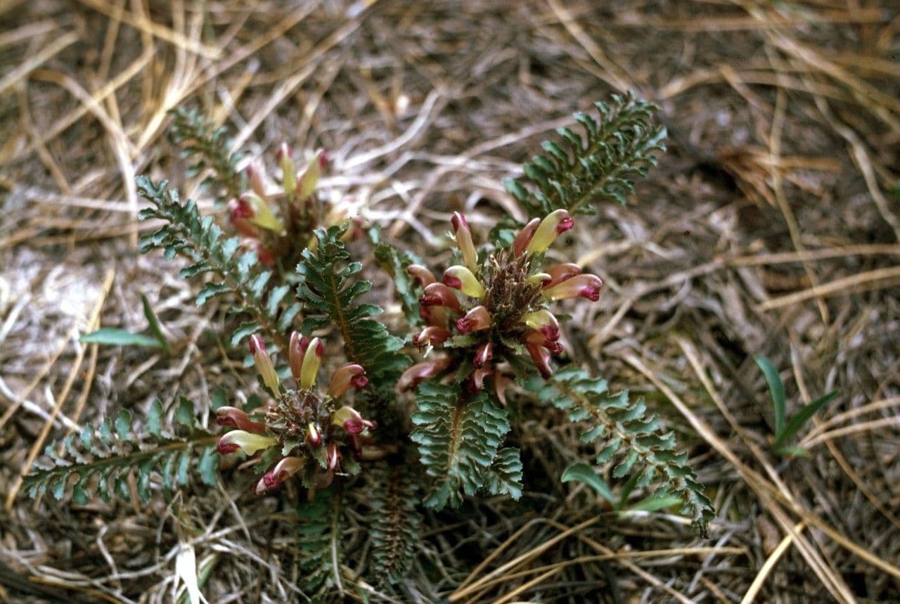 Pedicolare nana 4