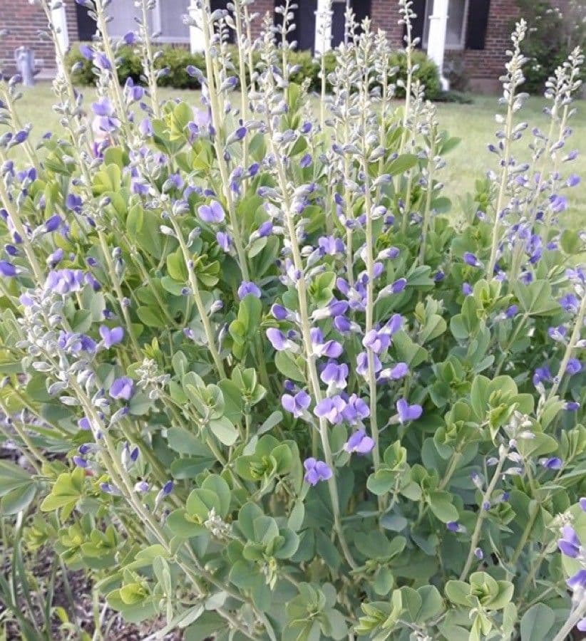 Baptisia 7