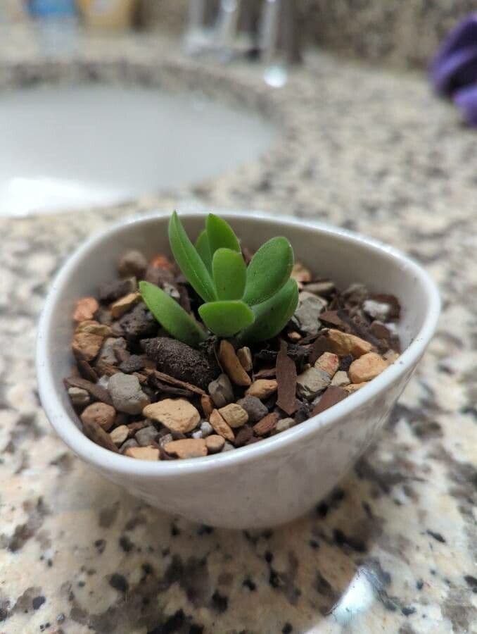 Crassula 14