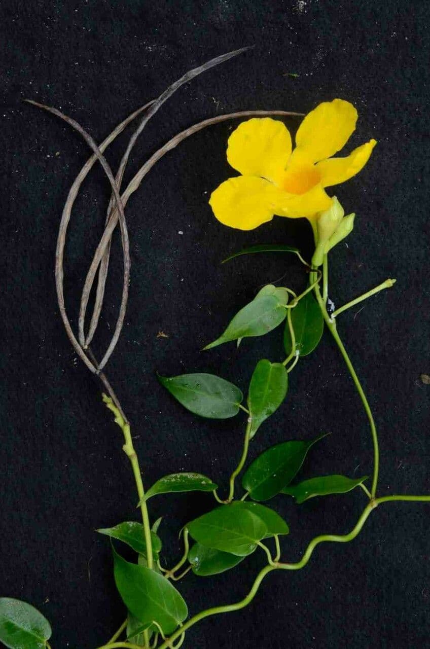 Mandevilla 8