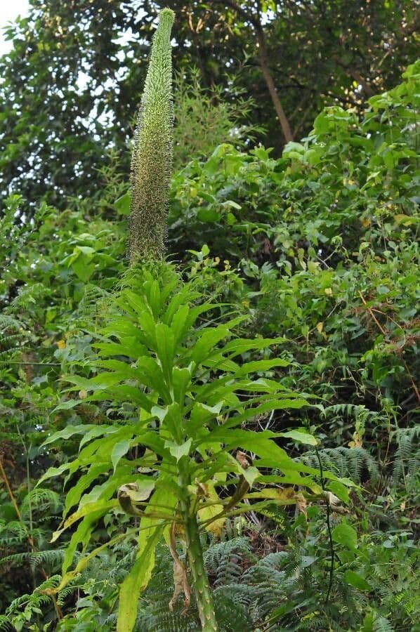 Lobelia 5