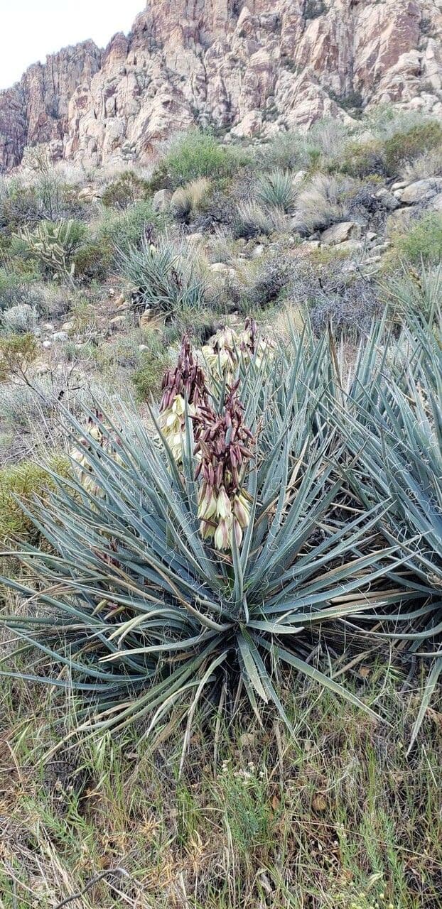 Yucca bacata 10
