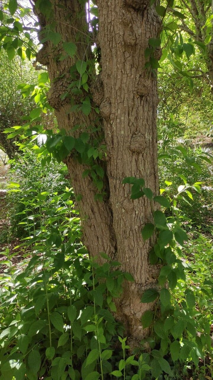 Eucommia 22