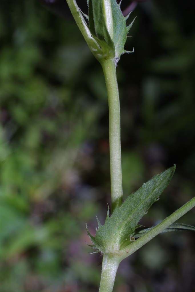 Viola striata 17