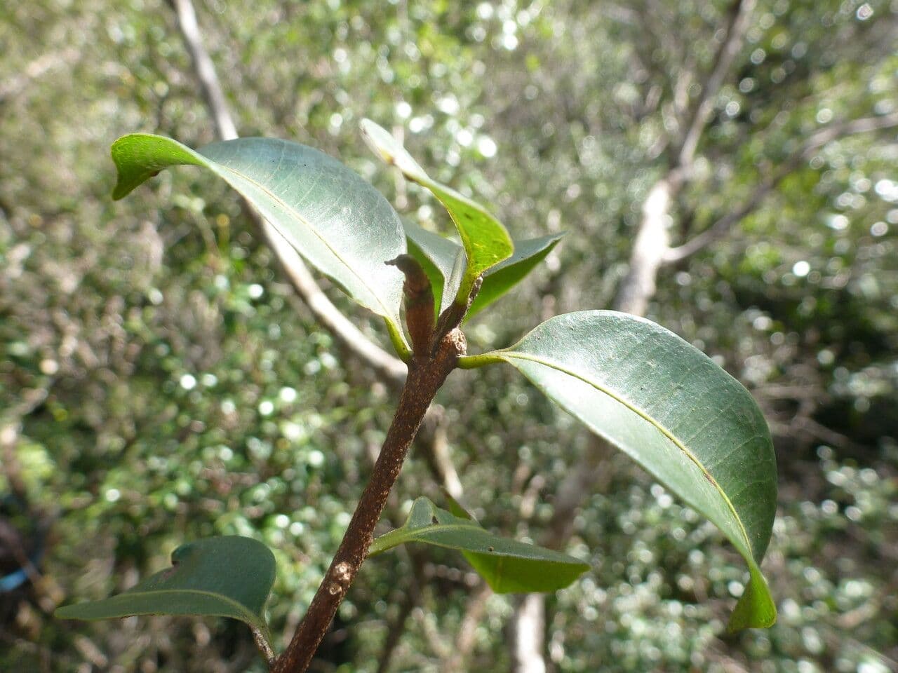 Pouteria 7