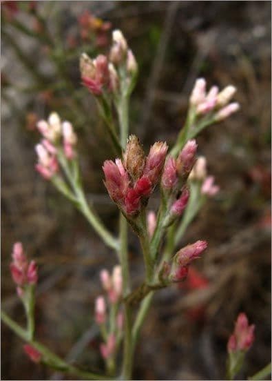 Pseudognaphalium ramosissimum 2