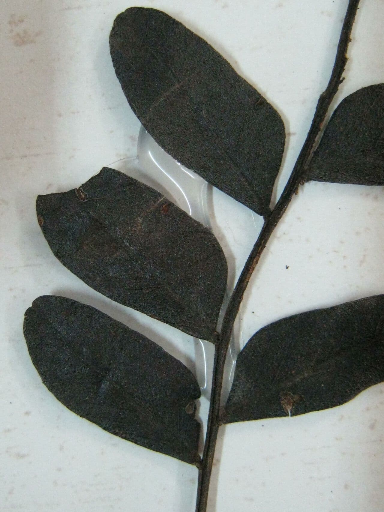 Dinizia 10