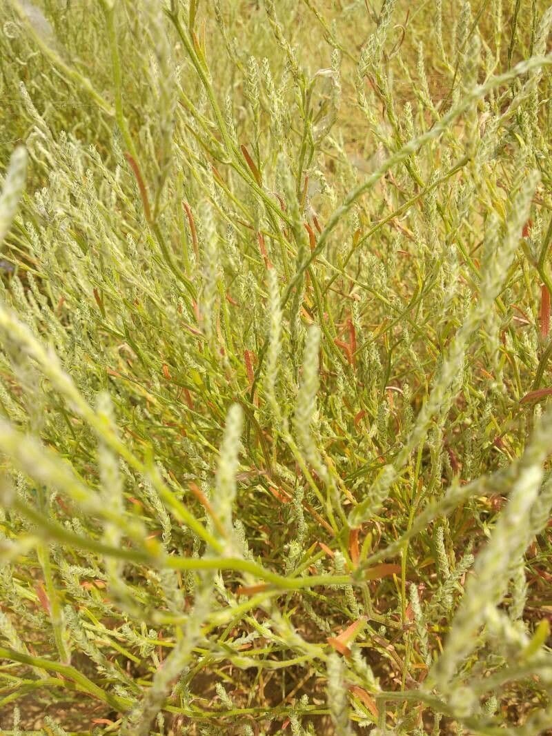 Corispermum di Pallas 4