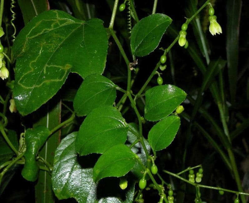 Cayaponia racemiforme 14
