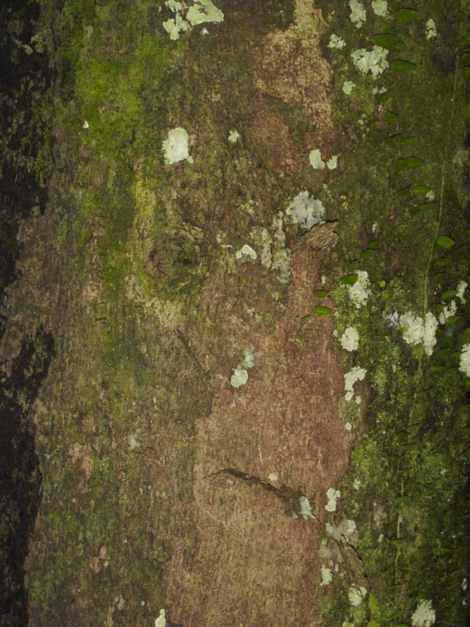 Apeiba 19