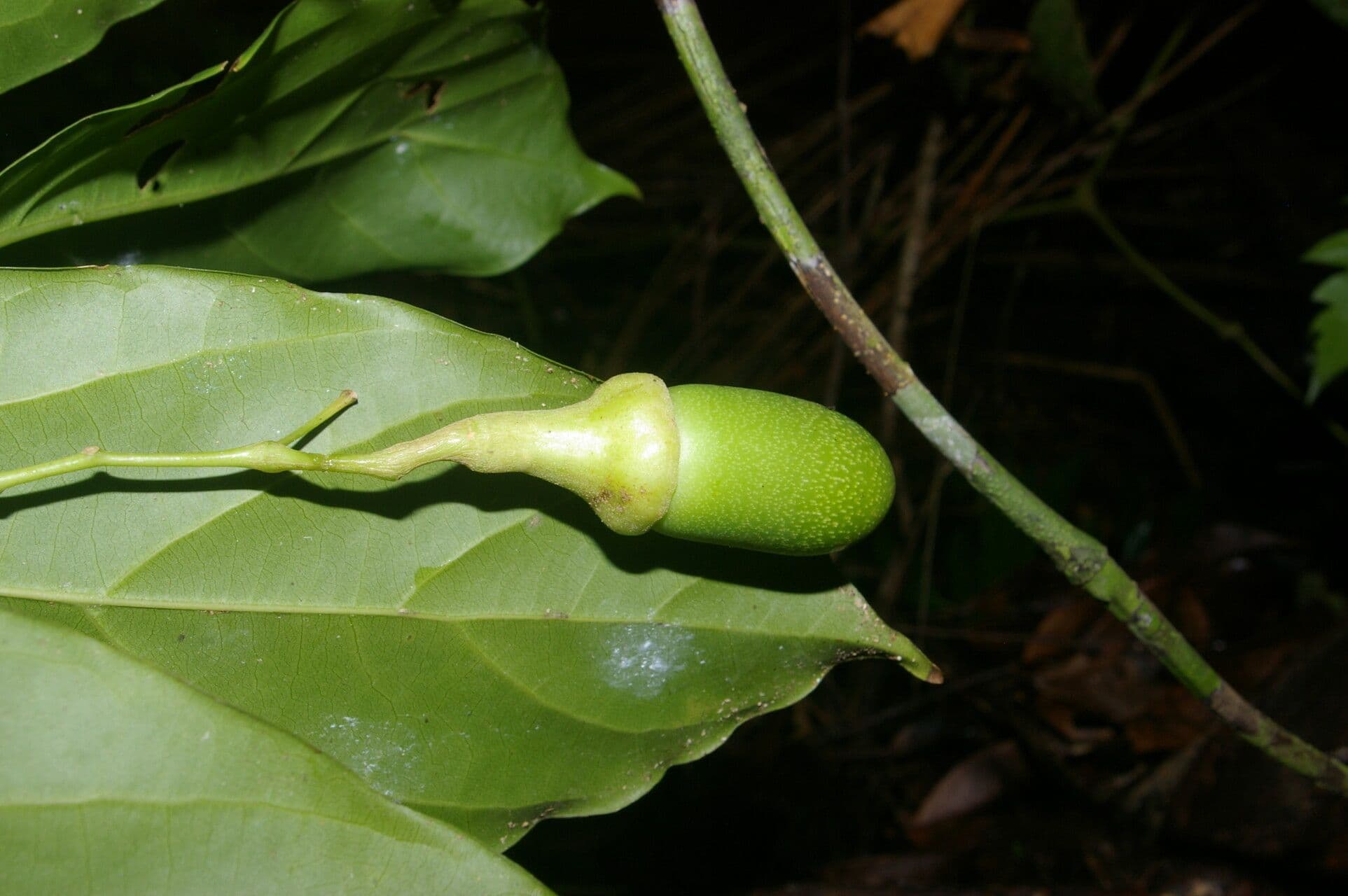 Ocotea 2