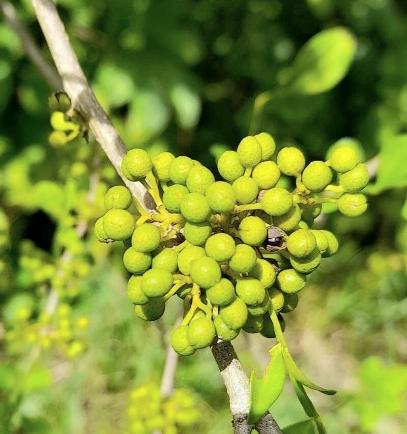 Zanthoxylum fagara 3