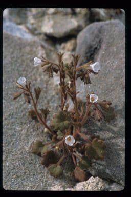 Phacelia 7