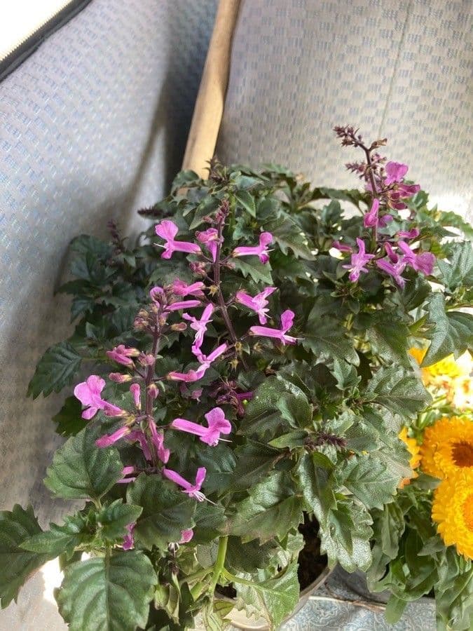 Plectranthus 2