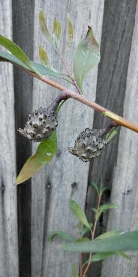Weidenblättrige Hakea