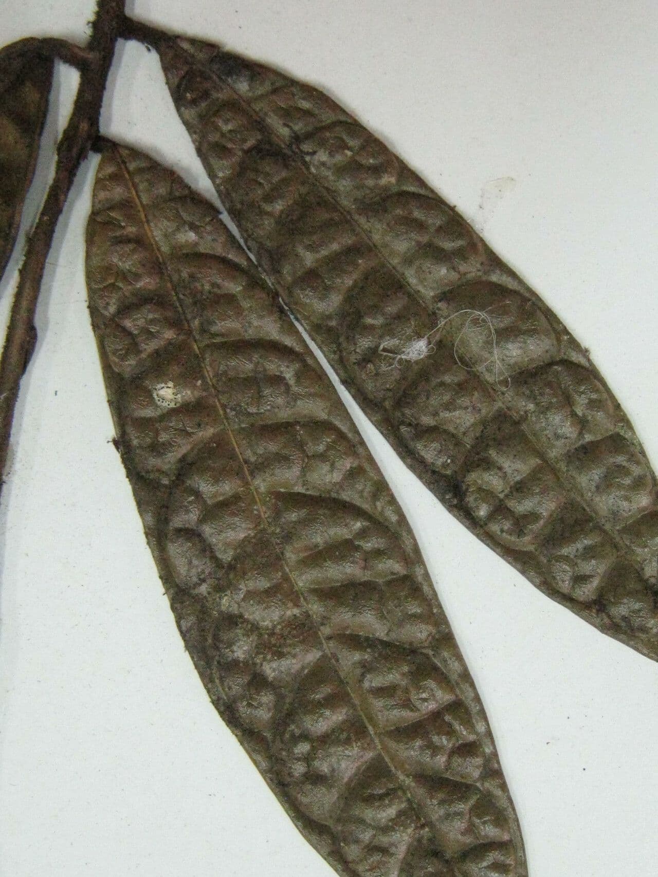 Rhodostemonodaphne 3