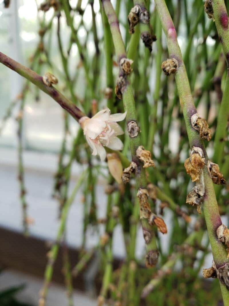 Rhipsalis 2